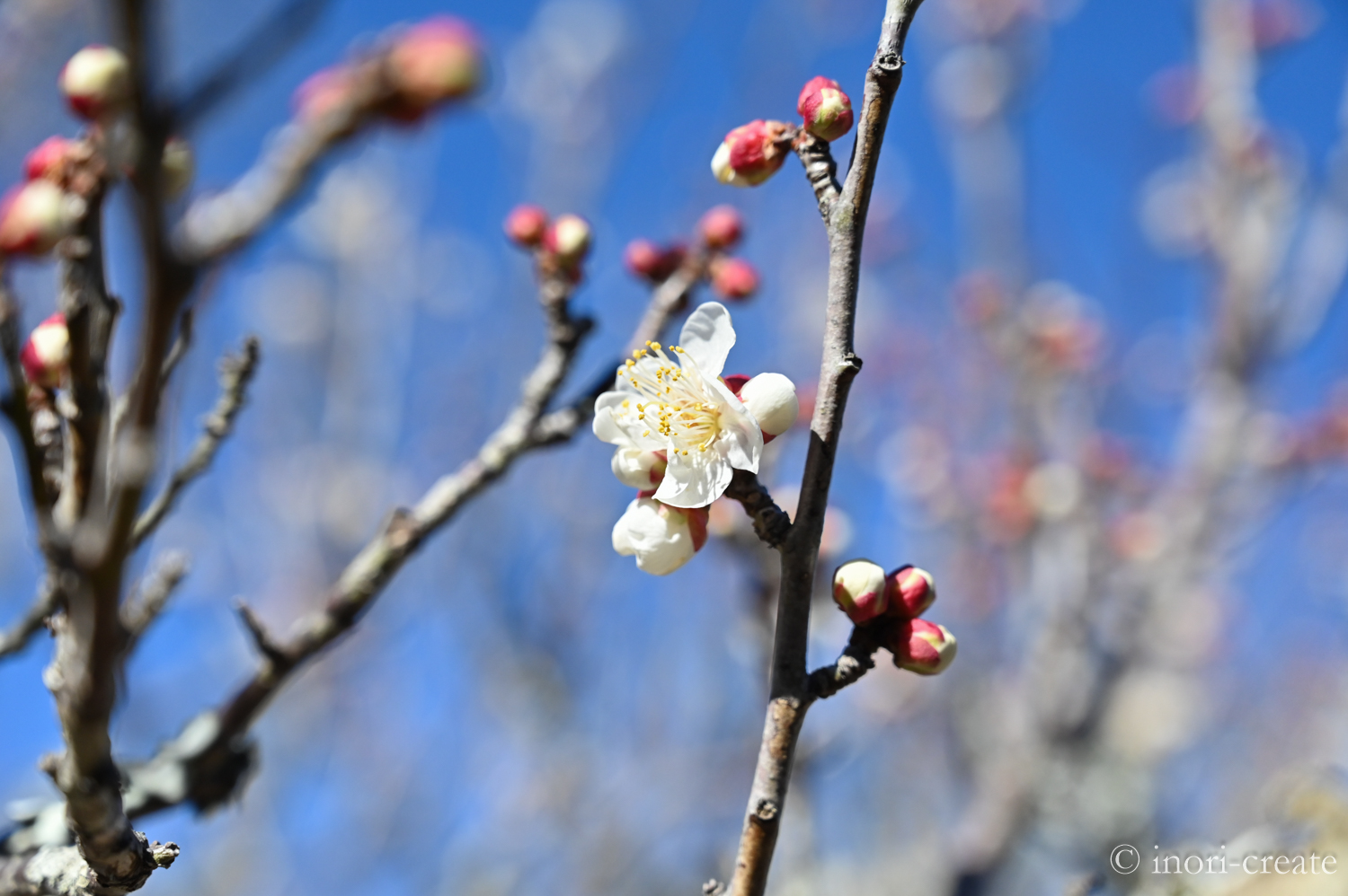 2024年暖冬で1月末に開花した梅の花【鎌倉東慶寺】