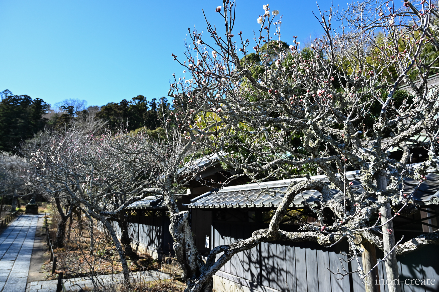 鎌倉東慶寺の1月の境内。「大地の再生」を目指して環境整備が進められている。